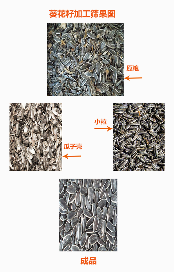 1590023990782424.jpg 瓜子加工效果圖600.jpg